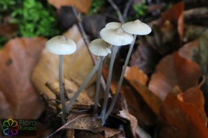 Mycena vitilis (2) (1000 x 667).jpg_product_product_product